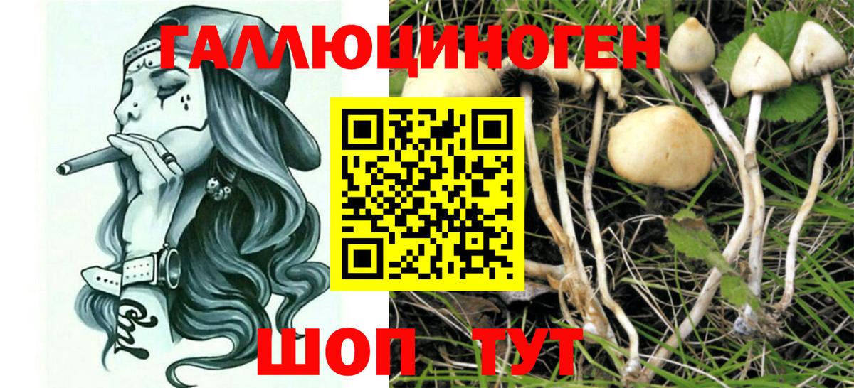 Галлюциногенные грибы Psilocybe Искитим